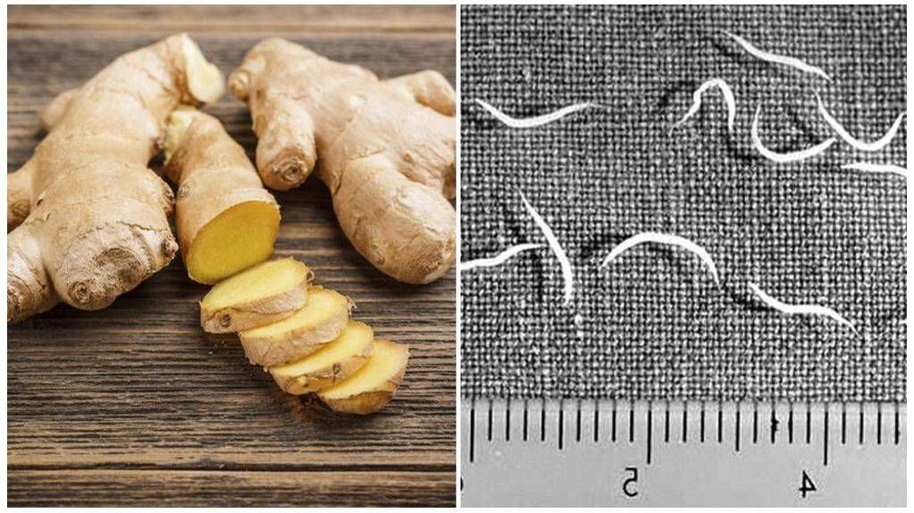 Ginger against parasites