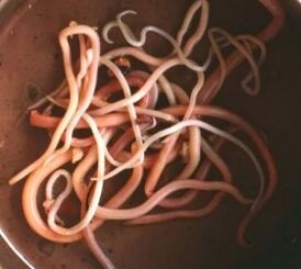 Bowel parasites