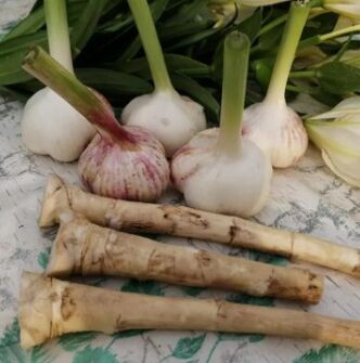 Horseradish and garlic against lamblia