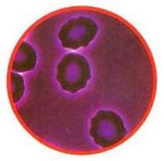 The red blood cells are stress