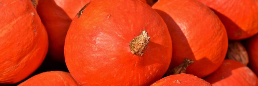 against pumpkin worms