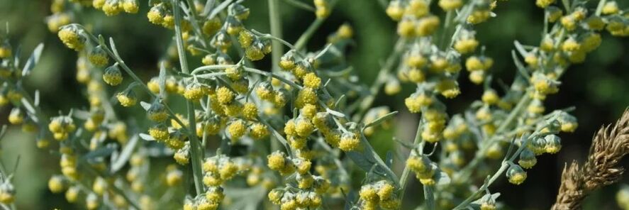 against wormwood