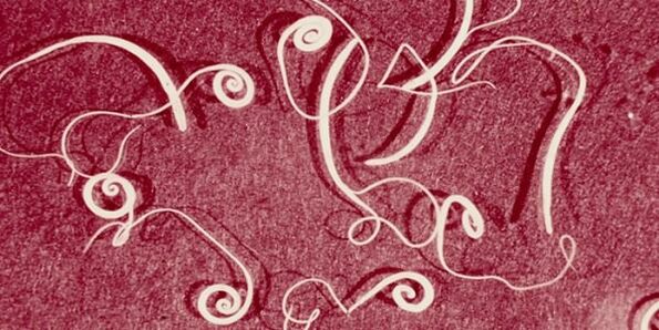 photo of human parasites